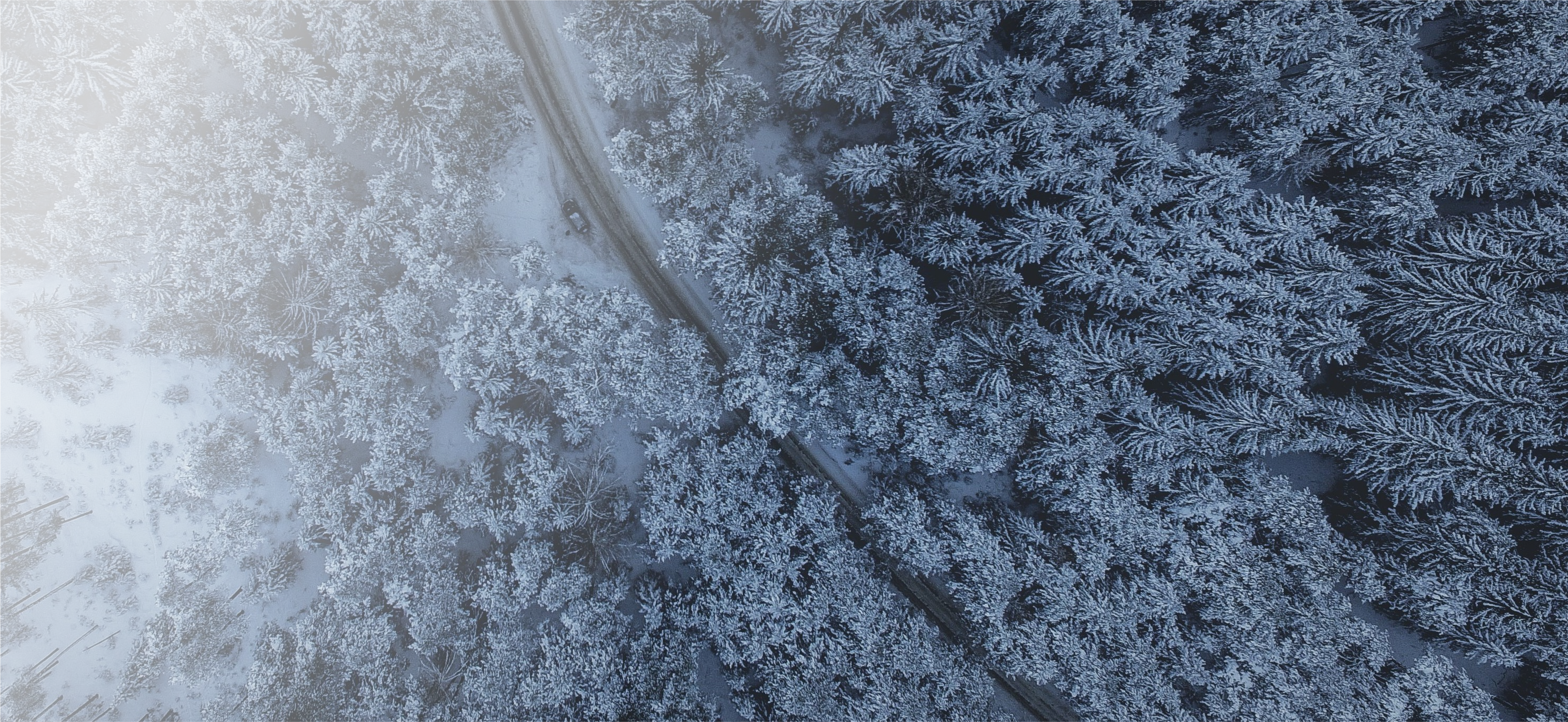 Winter Forest Stageimage