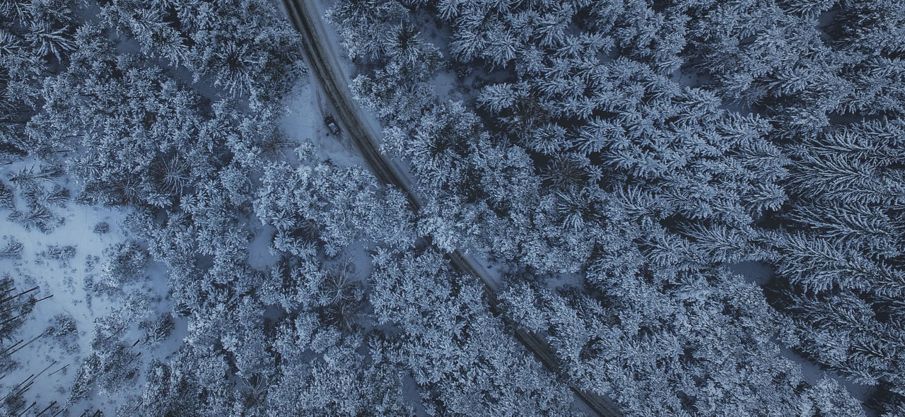 Winter Fir-forest drone shot 